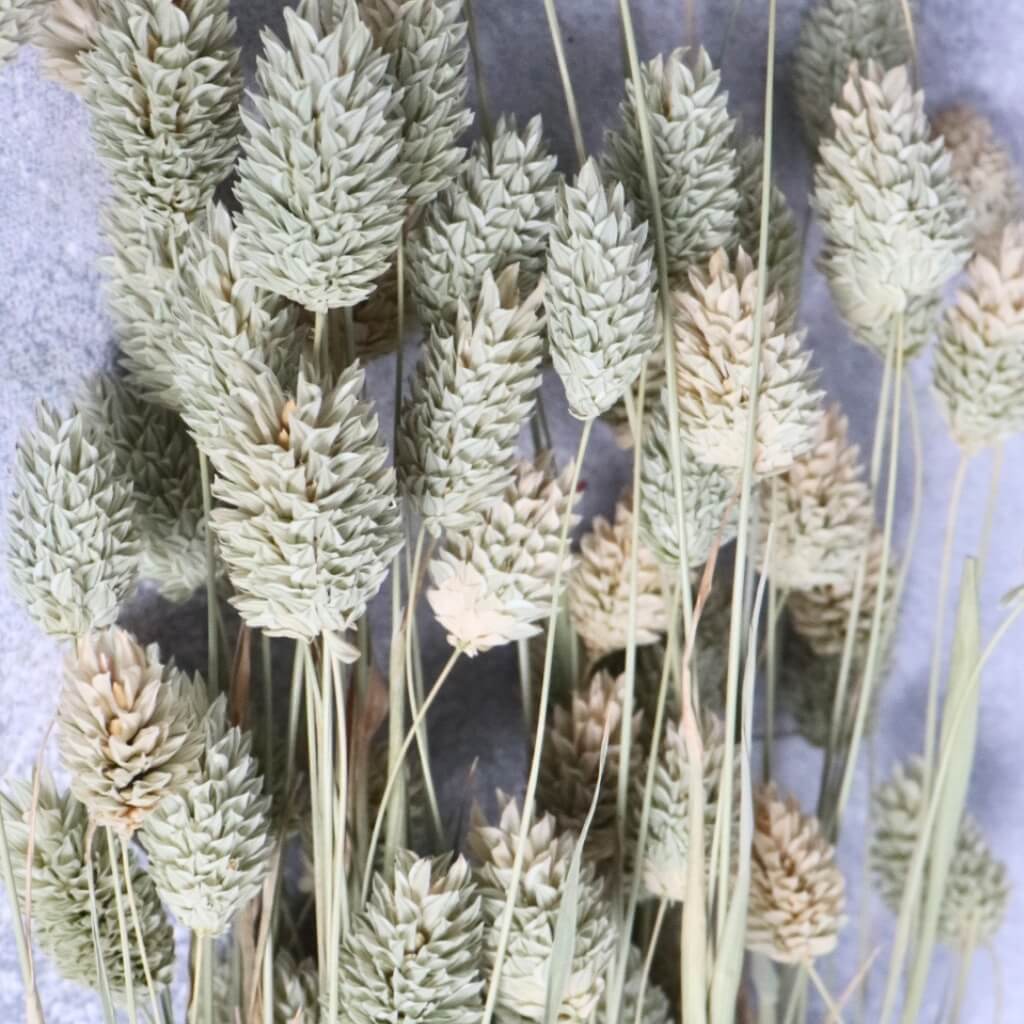 Sušený Phalaris – přírodní, klasická dekorace s nadčasovým kouzlem